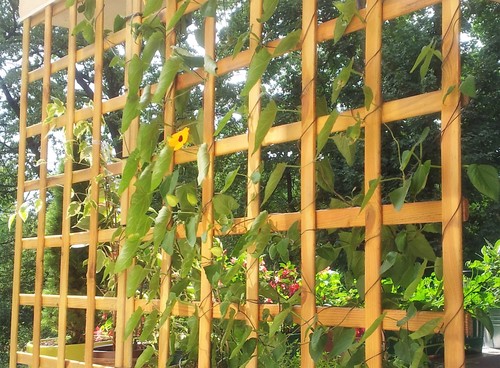 Kobea pnąca znajduję ciekawe zastosowanie w ogrodzie do okrycia pergoli, altan bądź ogrodzeń czy ścian domu.